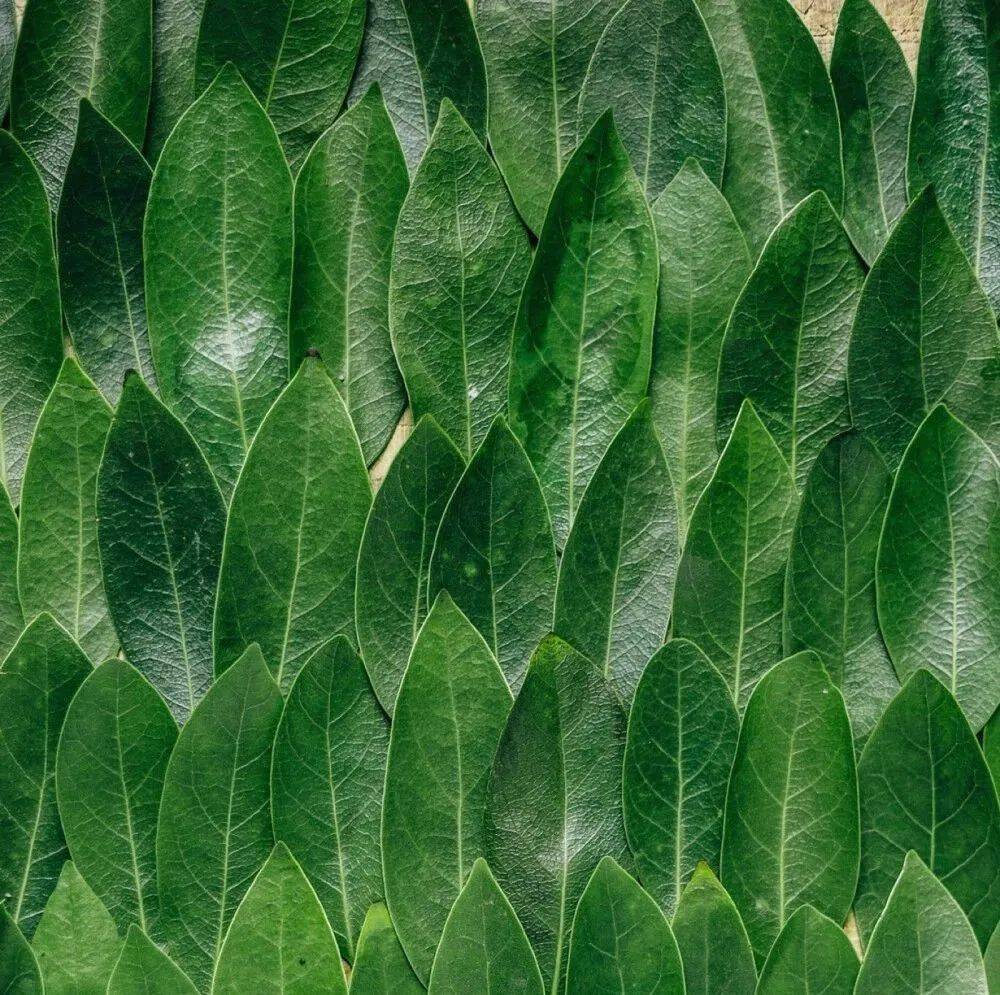 绿色背景图知足且上进温柔而坚定