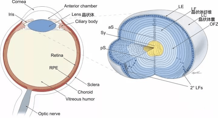 【爱眼护眼4】了解白内障,走出盲世界_晶状体