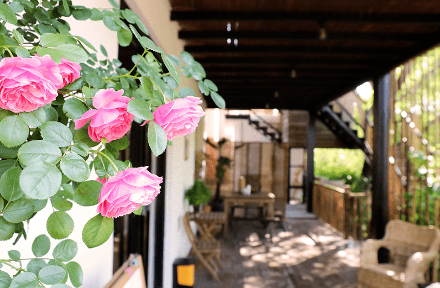 你是爱花的民宿主吗迎花博崇明最美花宿大赛开启诚邀你来参赛