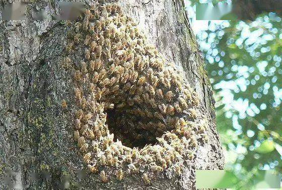 寻找野生蜜蜂老巢超实用,六大技巧,一天找10窝