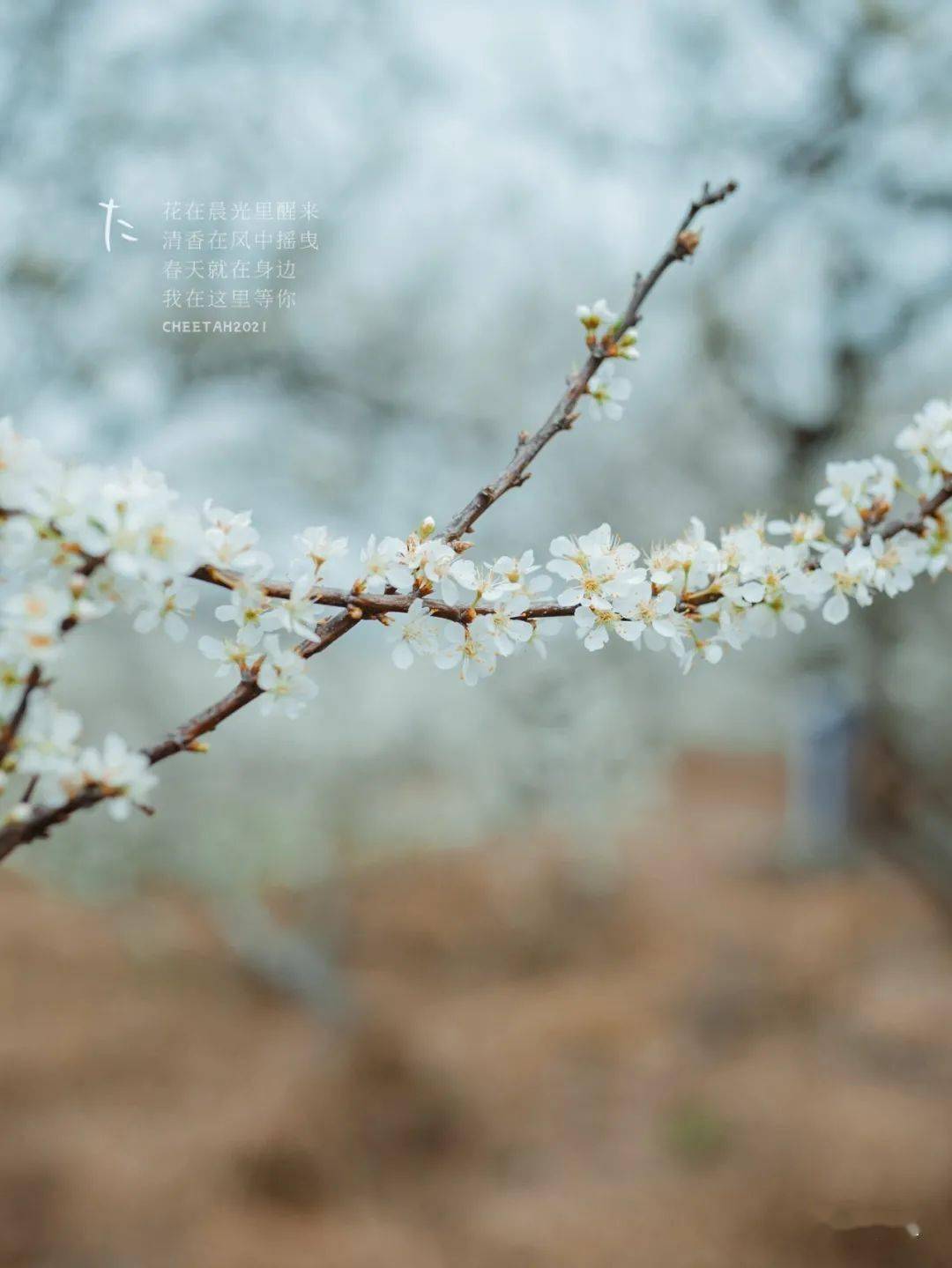 宾阳李花图片