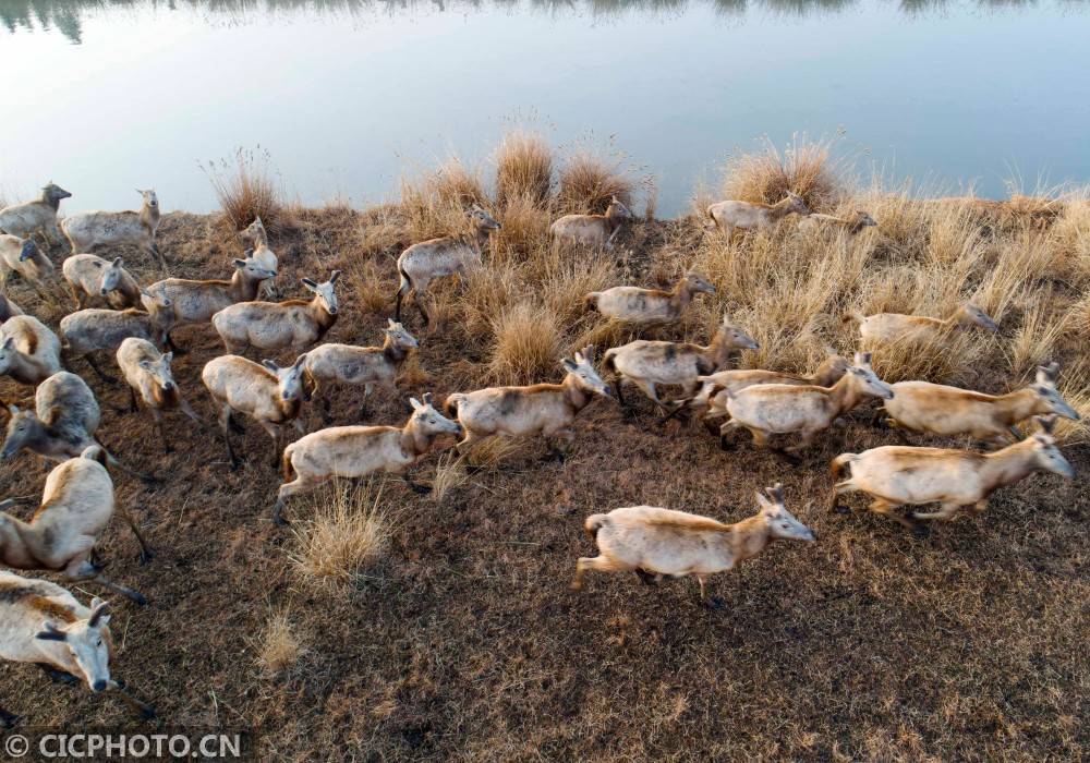 江苏泰州：溱湖湿地麋鹿欢