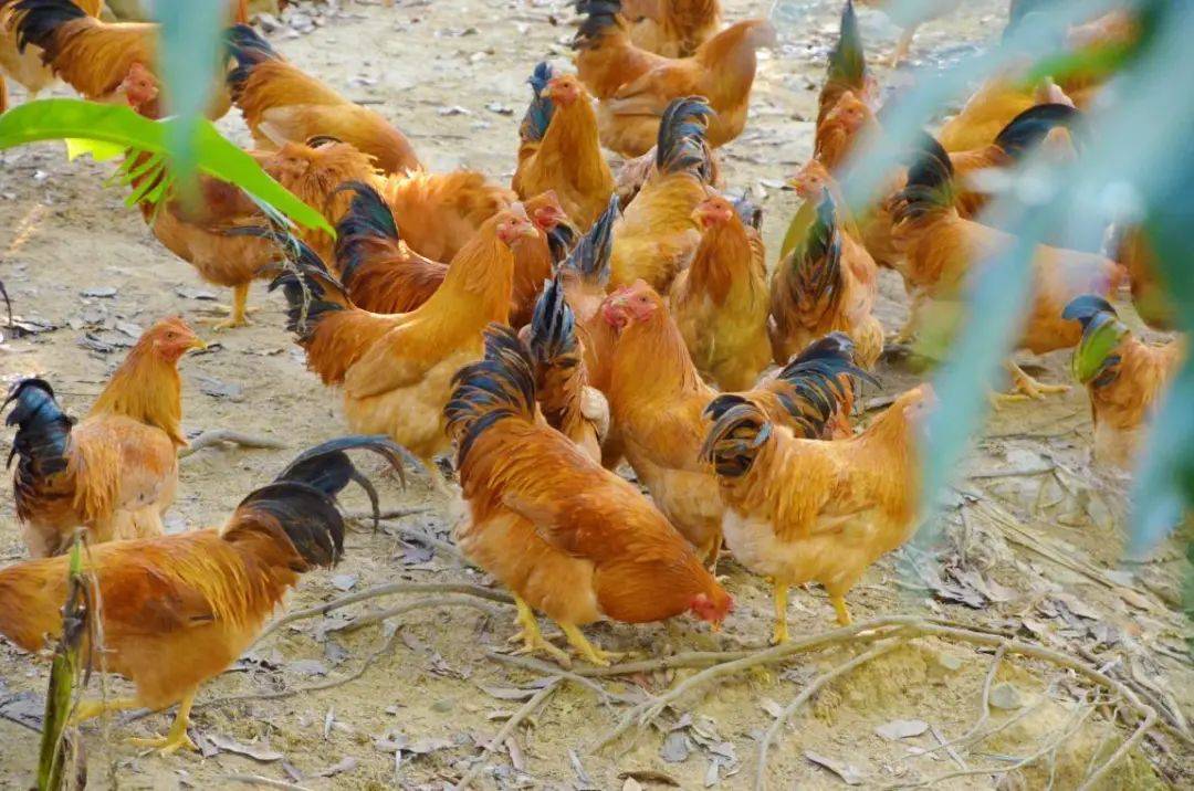 江埔街鸡味香浓的从化凤凰鸡上市了,今年办年货就选它!(文末有福利)