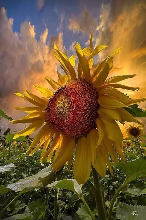 植觉| 向日葵,炽热燃烧的生命_梵高