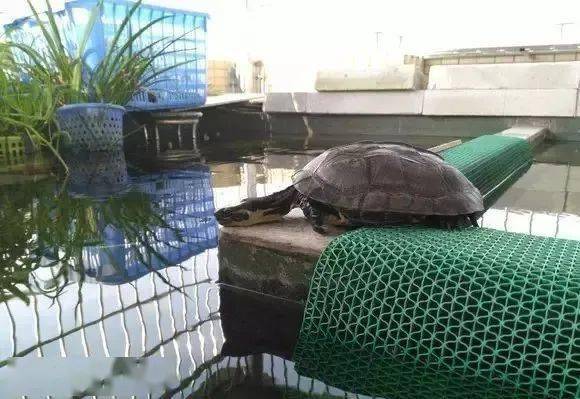 超壕的养龟大神楼顶建生态龟池吊车都出动了