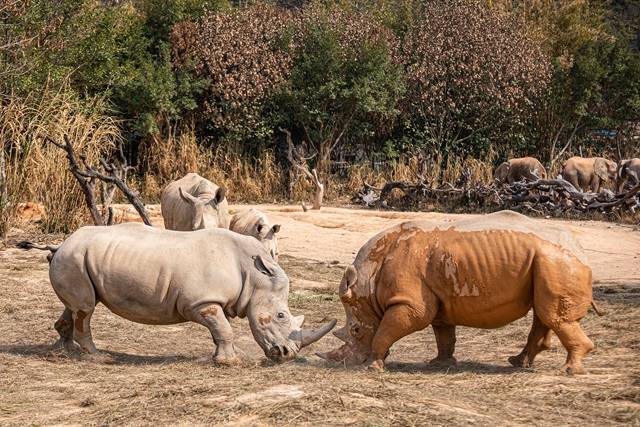 目前为止已经有20多年的犀牛饲养经验,积累了大量关于犀牛饲养,繁殖