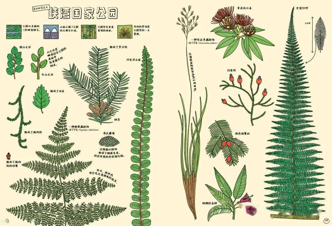 预售地图作者重磅新作来袭这次他们的探险依然生猛