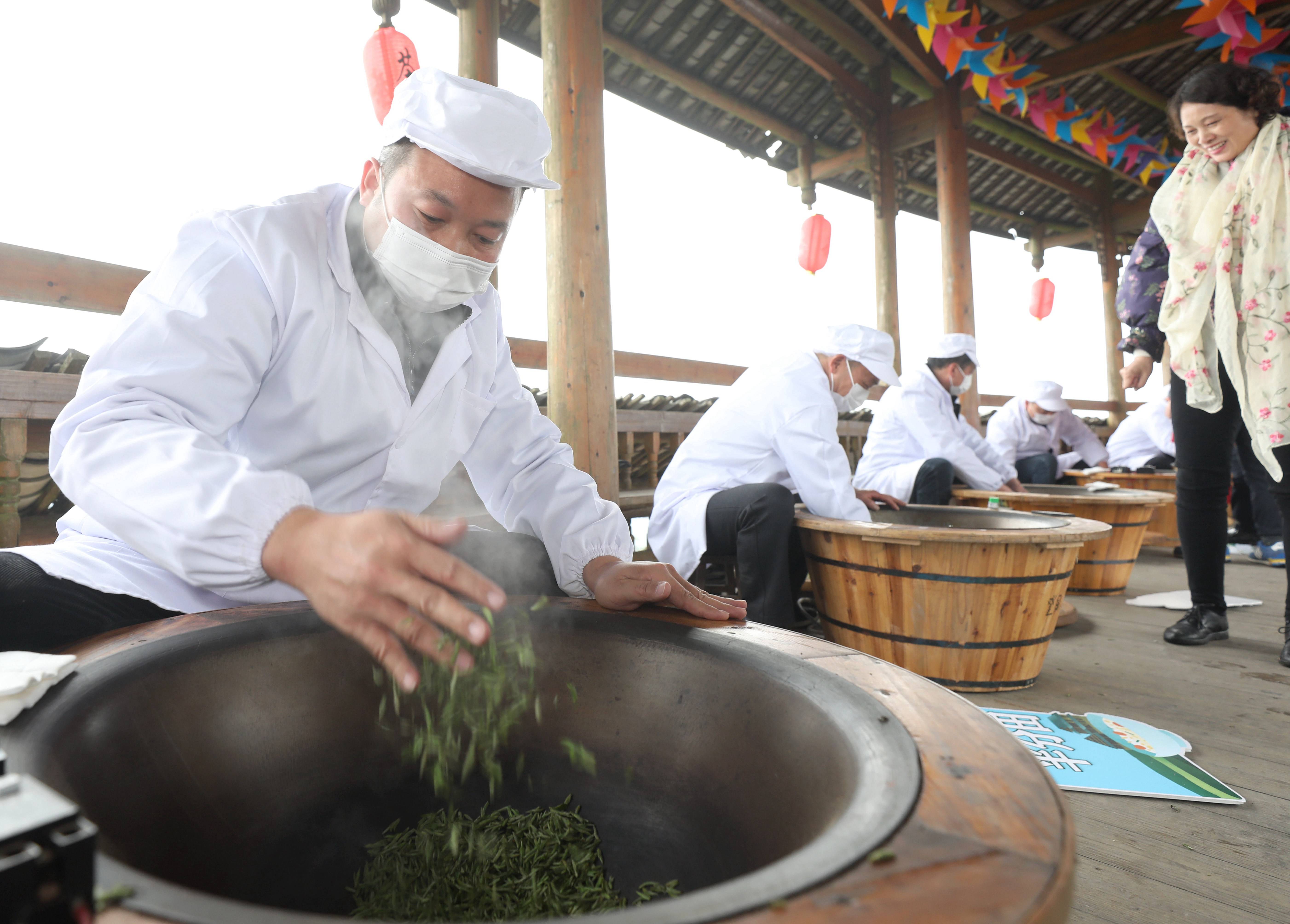 广西三江早春茶开采系列活动邀你去采茶