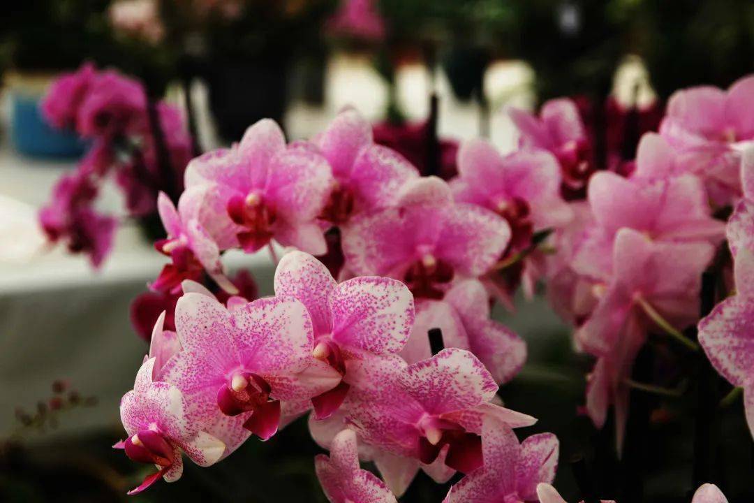 春节必备的年宵花 蝴蝶兰 兰科