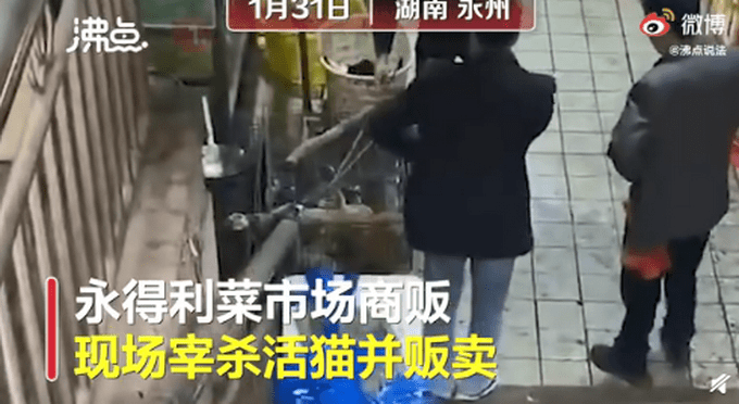 官方回应湖南永州市场卖现宰活猫（图）