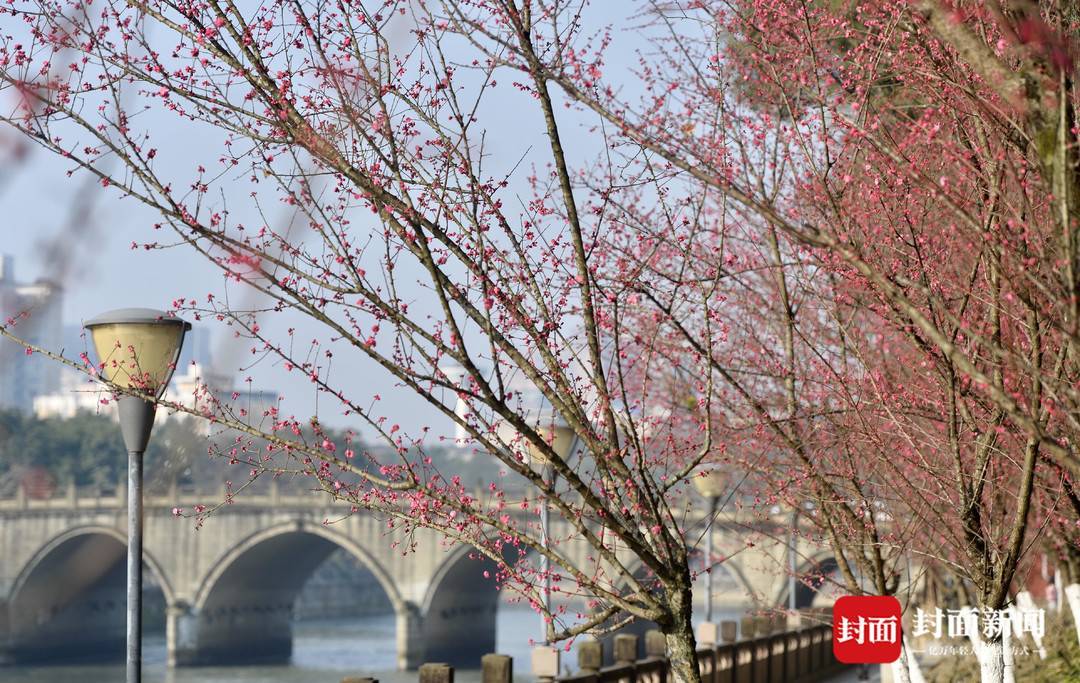 红梅花开锦江 | 图集