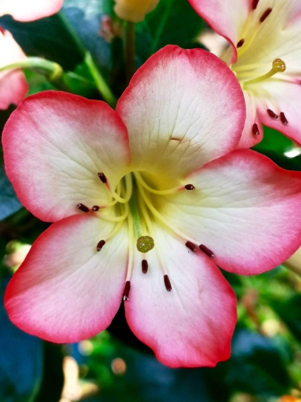 红红火火迎新年,来一组喜气漂亮的红花图