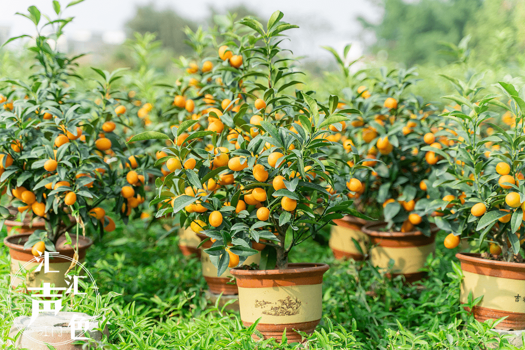 助力花农38元盘年桔蓬江新会均可自提