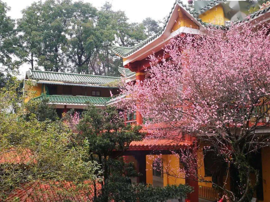 传承明向法师心经的大智慧八十八