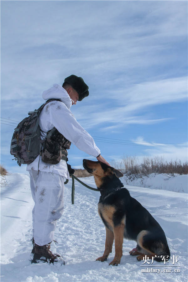 雪山巡逻犬图片