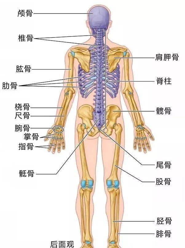 人体腰部结构图骨骼图片