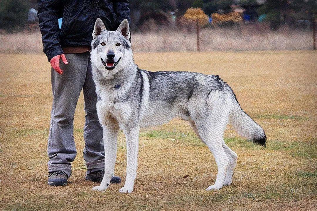 这6种狗已列入禁养名单里了很多人还不知道