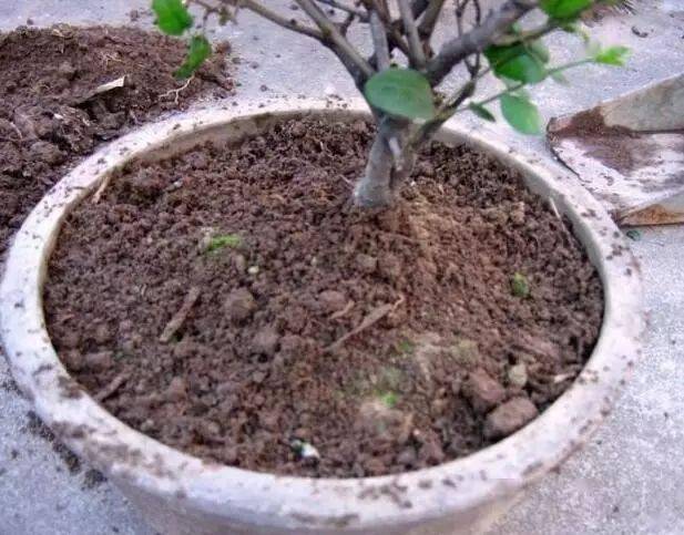 这5种花以后不要买了 很多人被坑了还不知道 植物 这5种花以后不要买了 很多人被坑了还不知道 植物