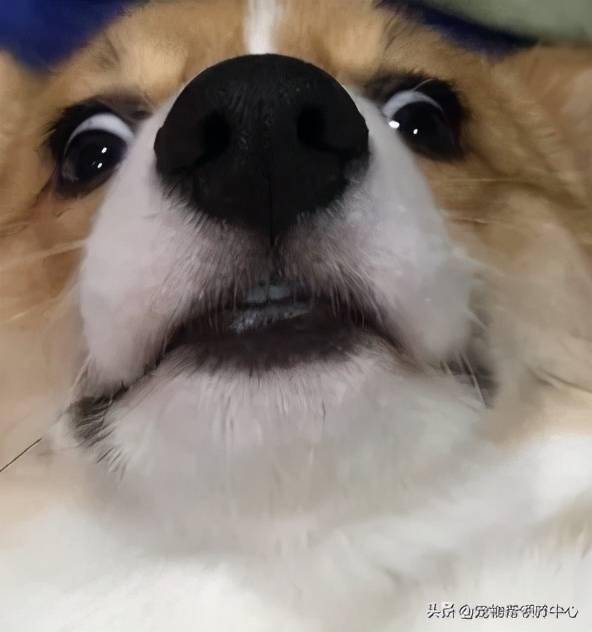 一只狗斜眼的表情包图片
