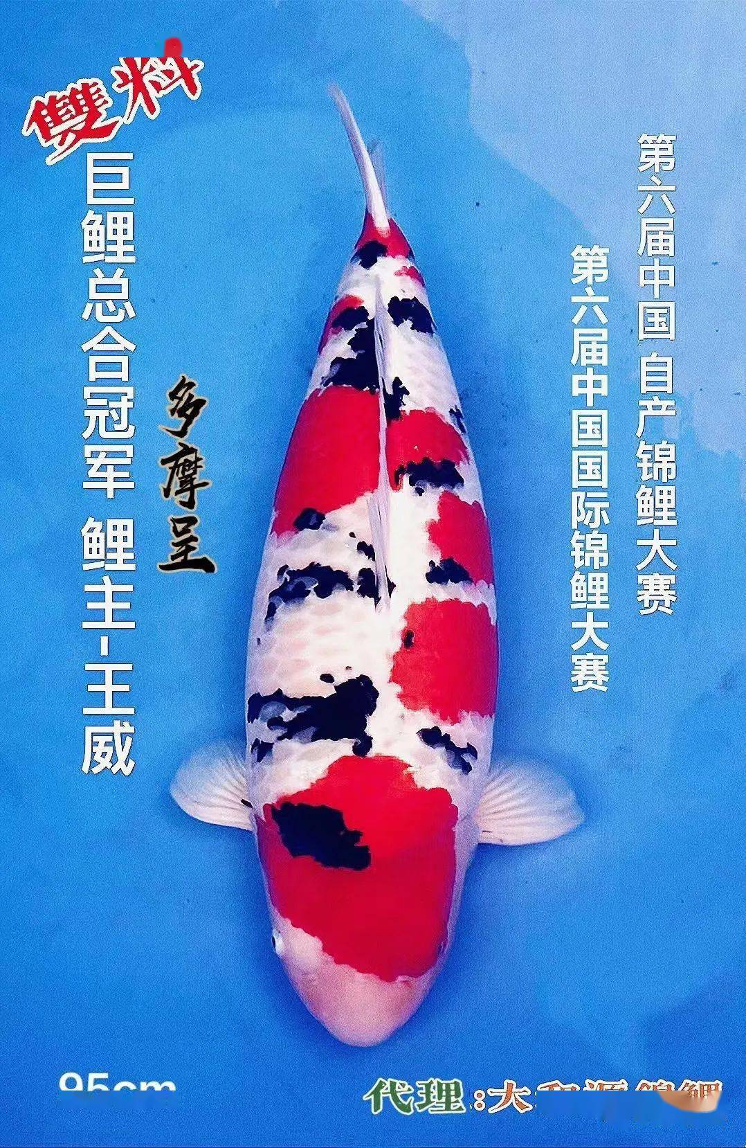 济南多摩龙锦鲤图片