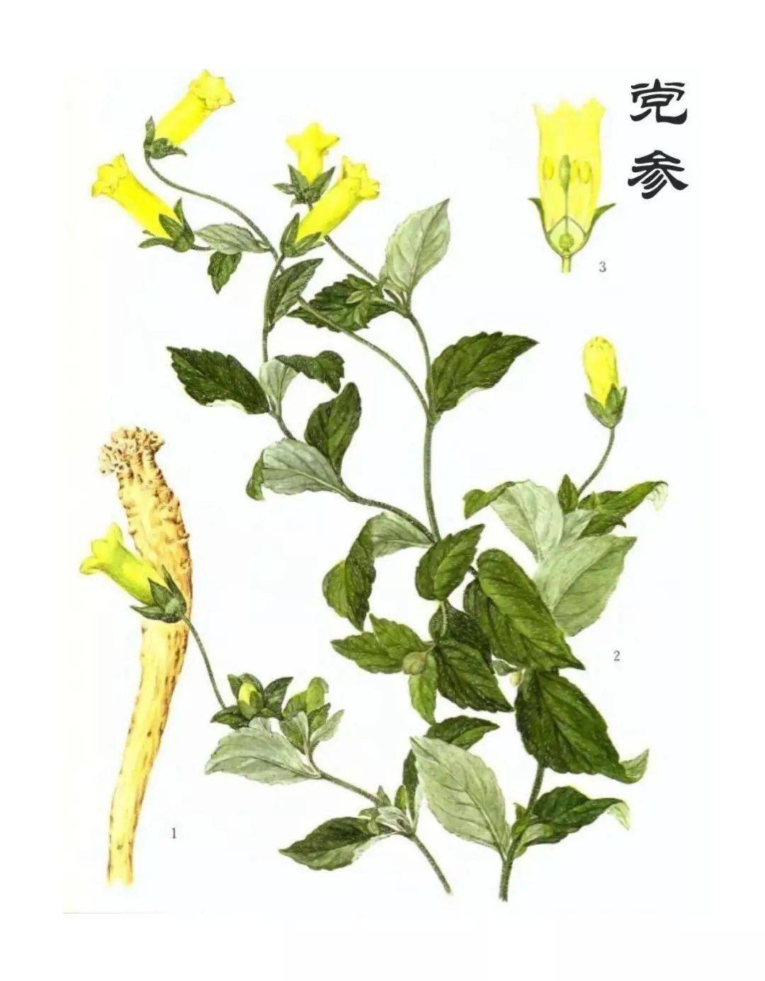 中草药五花血藤的功效(中草药五香血藤) - 医药经