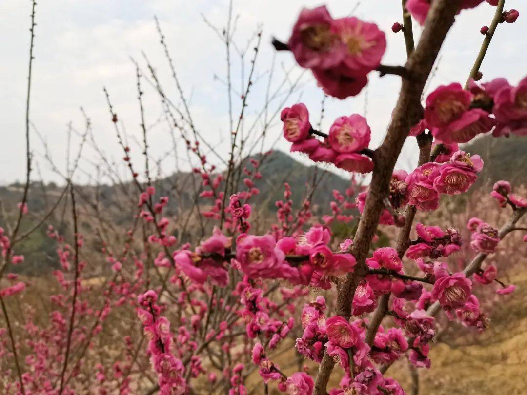 太美了蒼南這裡的梅花開了錯過要再等一年