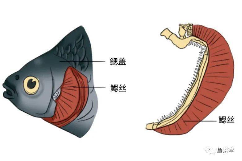 水中的鱼也会溺 淹 死吗 鱼鳔