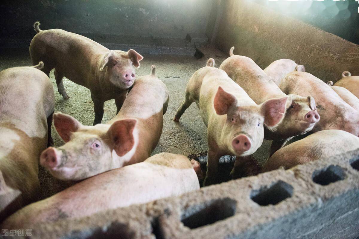 1/ 12 2月9日!明日超前猪价已更新 重新预览 退出全屏 1/ 12 热门图集
