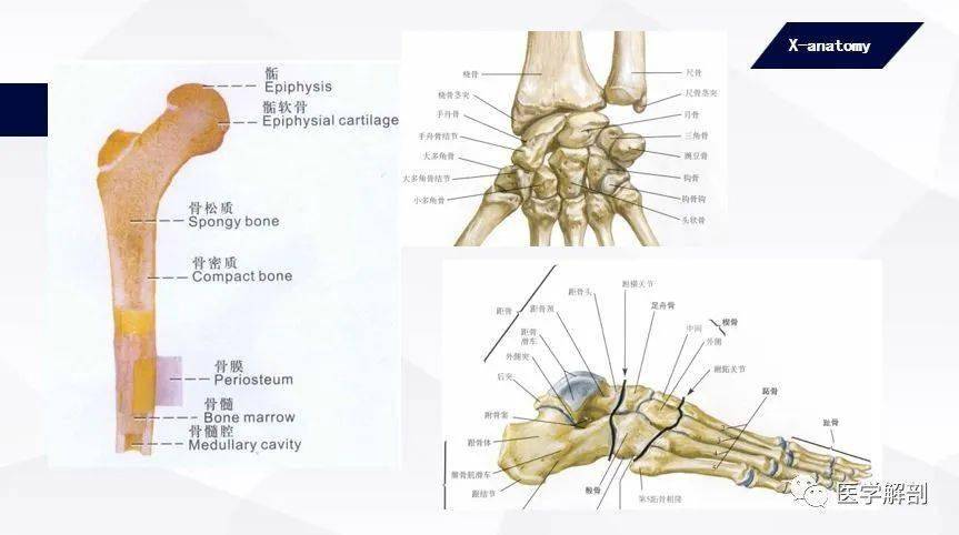 人体解剖学:运动系统 | 骨