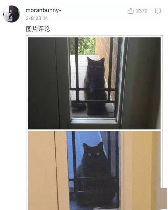 貓貓小時候VS長大後，鏟屎官們都開始懷疑人生了，哈哈哈！ 萌趣萌寵 第8张