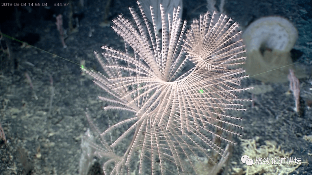 这个黄色的是海绵,一些微生物附着在上面.这是一紫色的珊瑚.