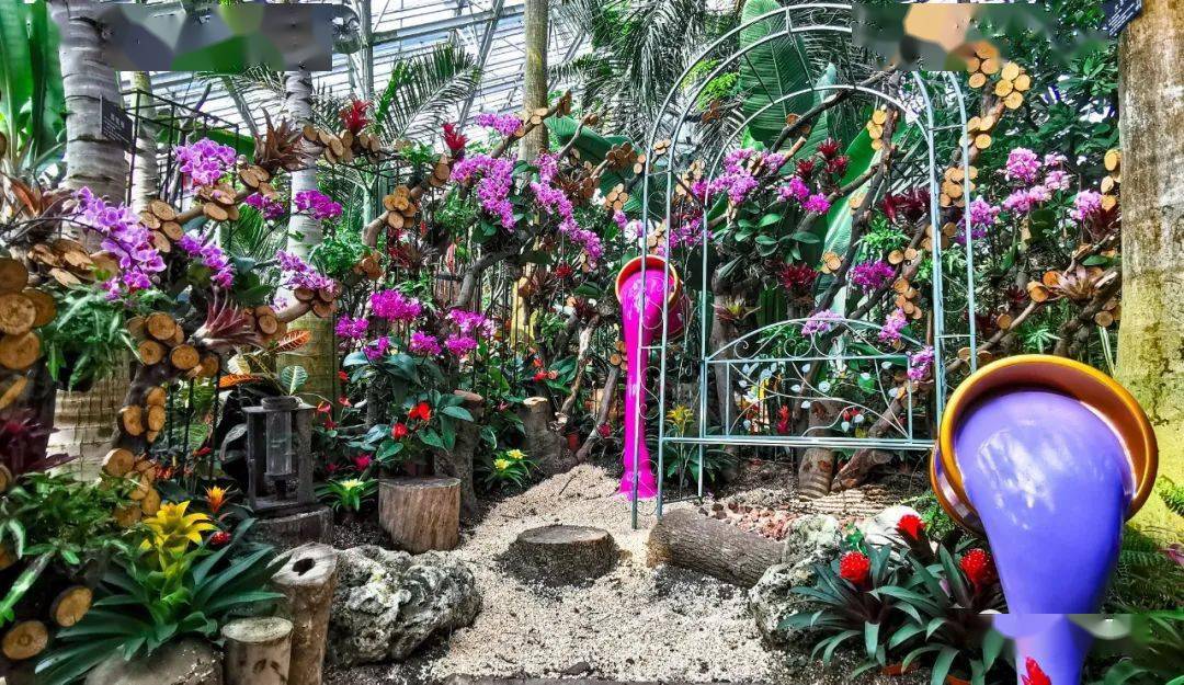 2021年度上海植物园年宵花展——"牛年忘返"将于2月6日与游人相见