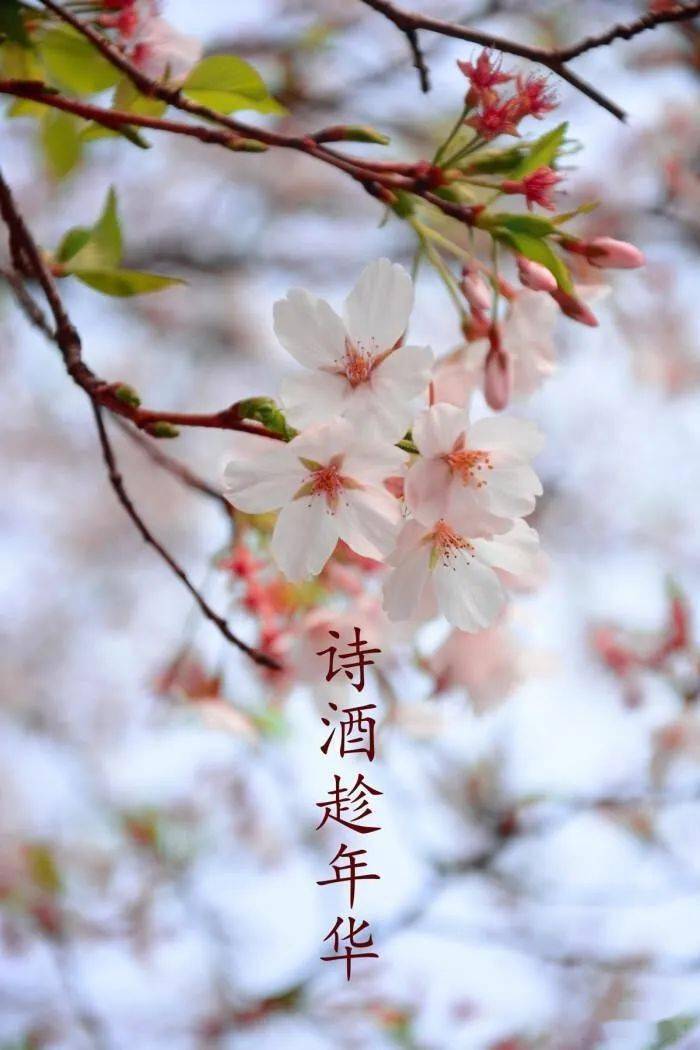 詩酒趁年華一一寫於庚子年末||吉祥鳥_人生