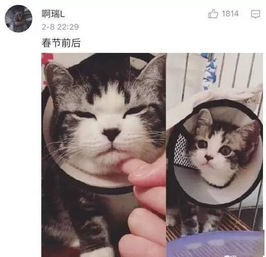 貓貓小時候VS長大後，鏟屎官們都開始懷疑人生了，哈哈哈！ 萌趣萌寵 第11张