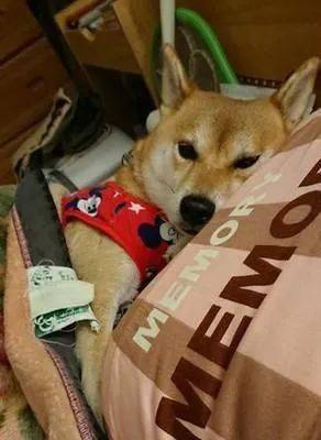 主人过年大扫除累得要死,狗狗却瘫在床上,露出贱贱的表情