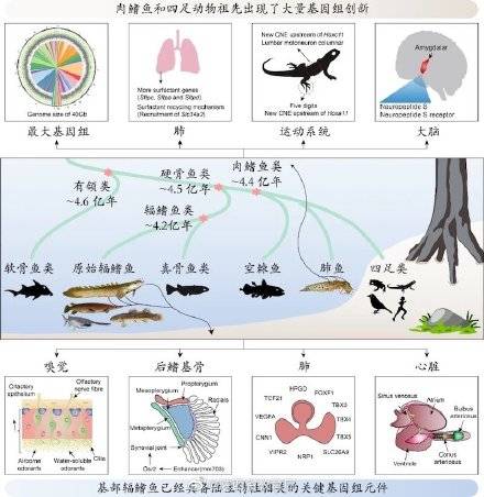 脊椎动物|人类祖先怎样从海洋走向陆地