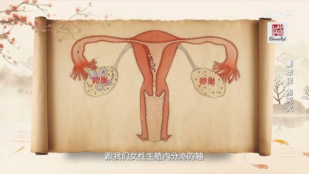 江苏省中医院 妇科 卵巢分泌的雌性激素对维持女性容貌,身材和生殖