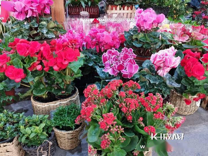 微视频探访石家庄花卉市场赏花买花年味儿浓