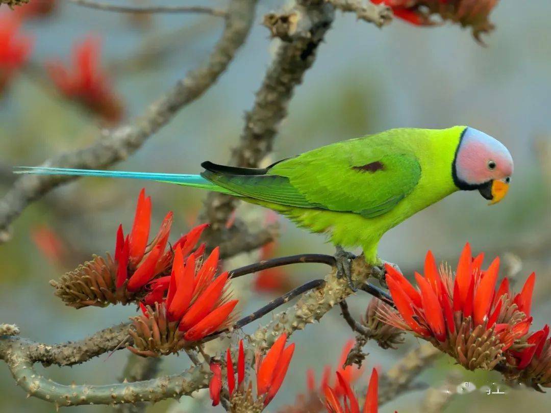 澳洲鹦鹉 鹦鹉 丰富多彩的 - Pixabay上的免费照片 - Pixabay