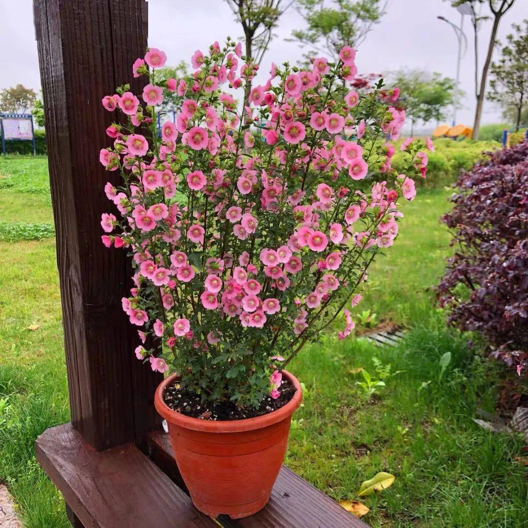 早春养小木槿注意这5点开花多到爆轻松养成大花球