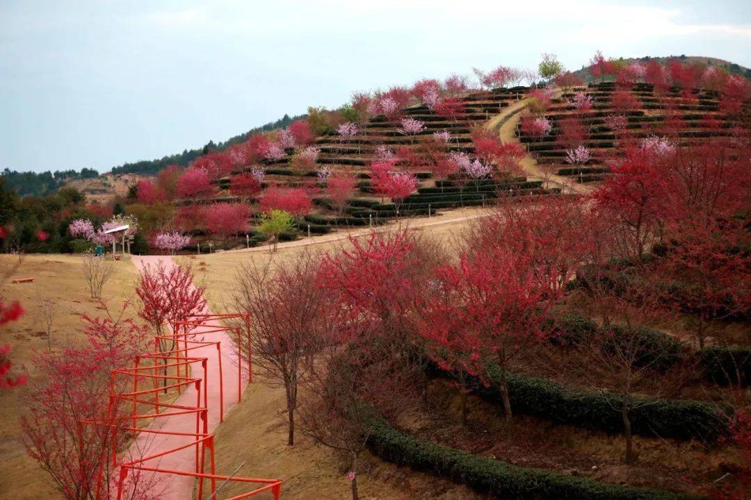 环山而种的樱花点缀着青山紫云山生态园占地面积七千多亩,经过8年的