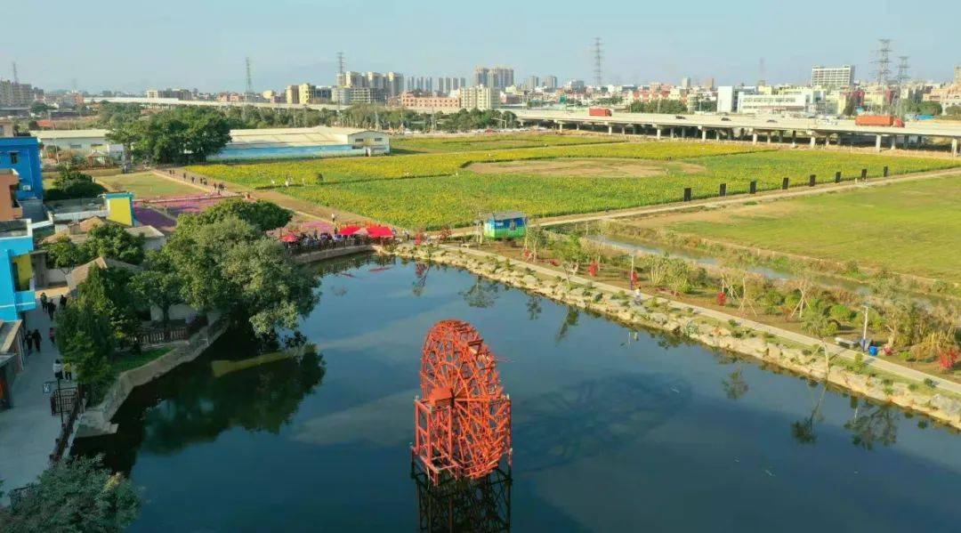 横沥葵香园葵花又又又开了!融入更多乡村文化,是时候又去一趟村头了!