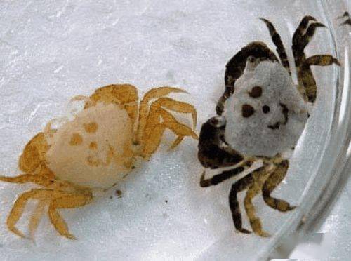 盘点世界十大人面动物人面犬人头狗身神秘生物