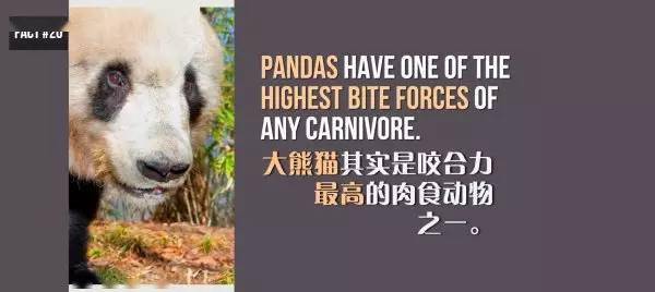 20個關於熊貓的冷知識，看到第6個我驚了！ 萌趣萌寵 第20张