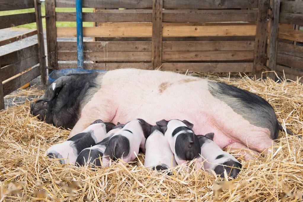 从小猪到母猪要多长时间才能产仔?通常不低于284天