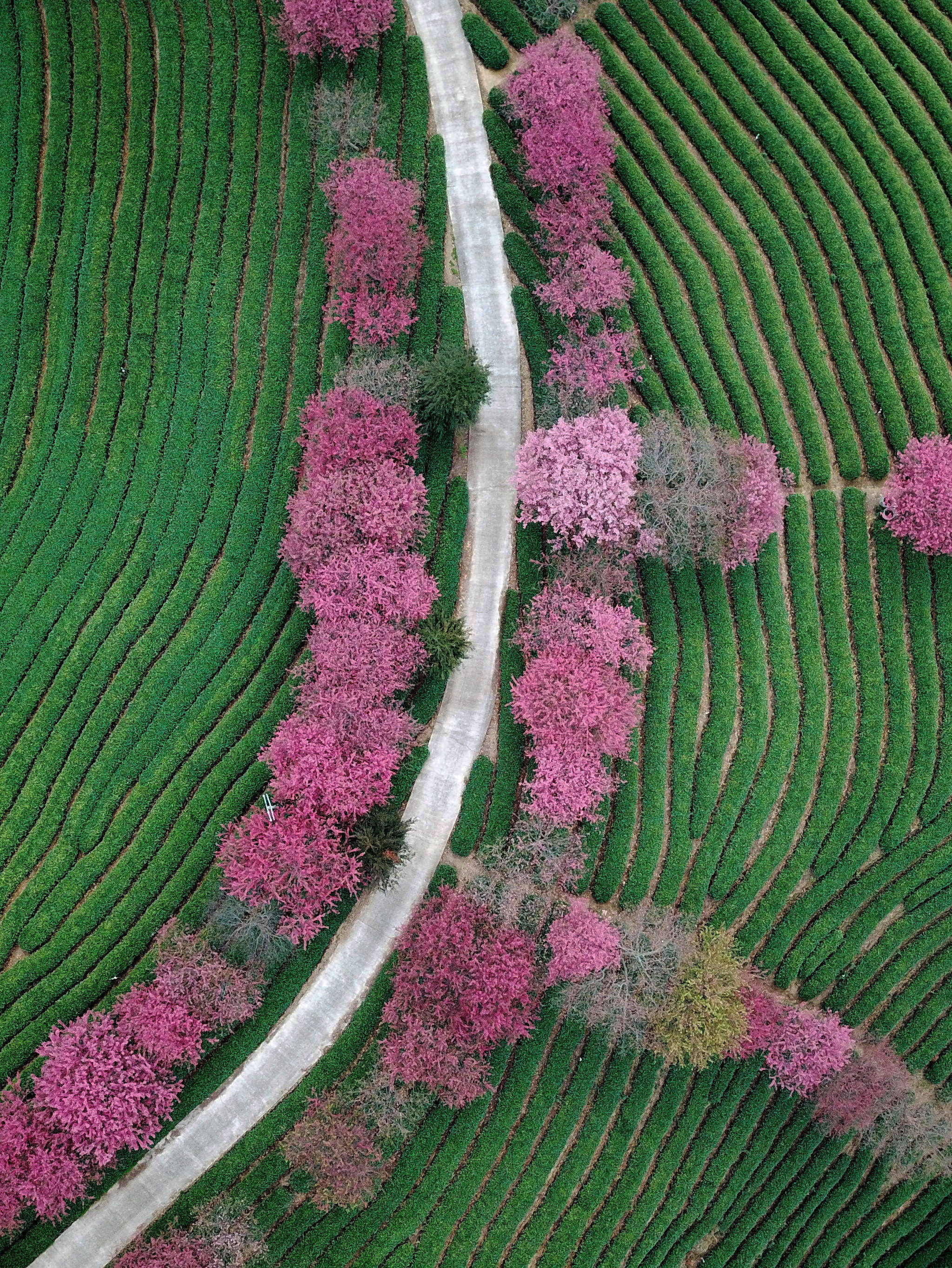 福建永福:樱花绽放迎春来