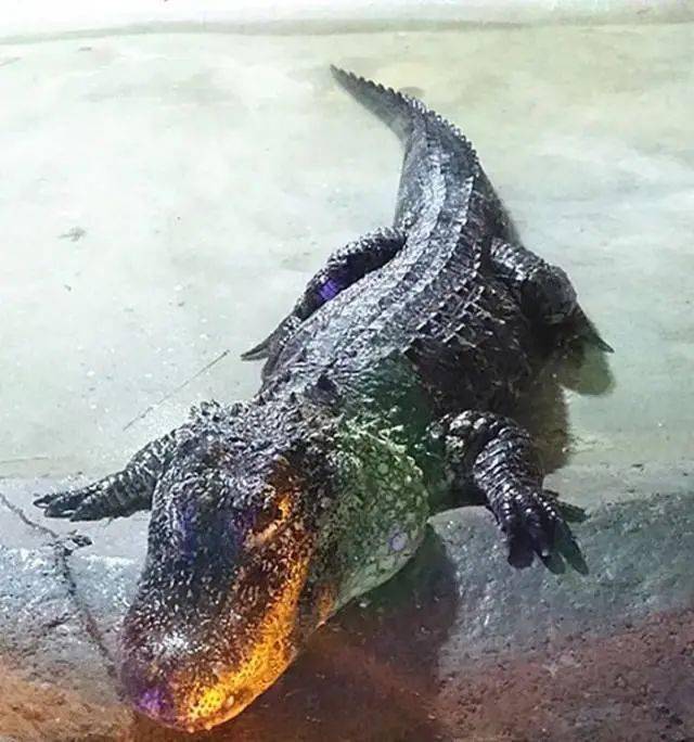 有体重超过300多斤的大鳄鱼有叫声像婴儿哭声的娃娃鱼以及生活于热带