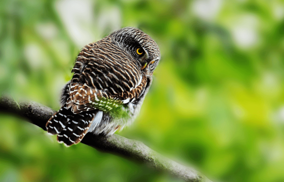 图片|一坤斑头鸺鹠是小型鸮类,体长20-26cm,是鸺鹠中个体最大者.
