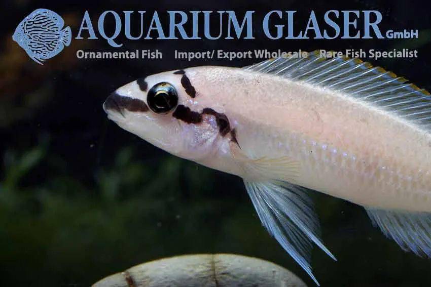 一般五间半(neolamprologus tretocephalus)中型慈鲷鱼,体色淡蓝色