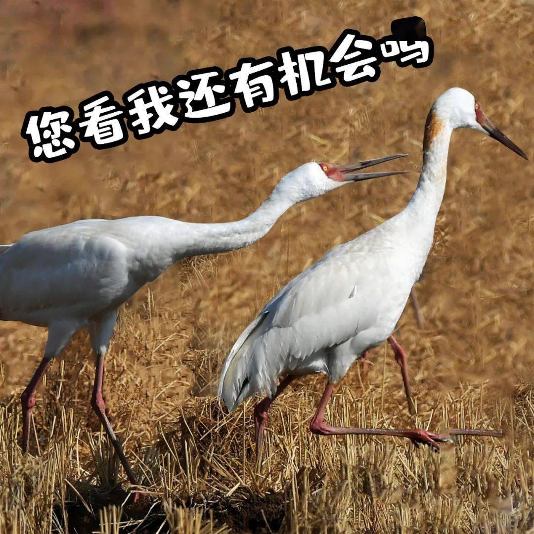 来了来了这才是江西人的贺岁表情包